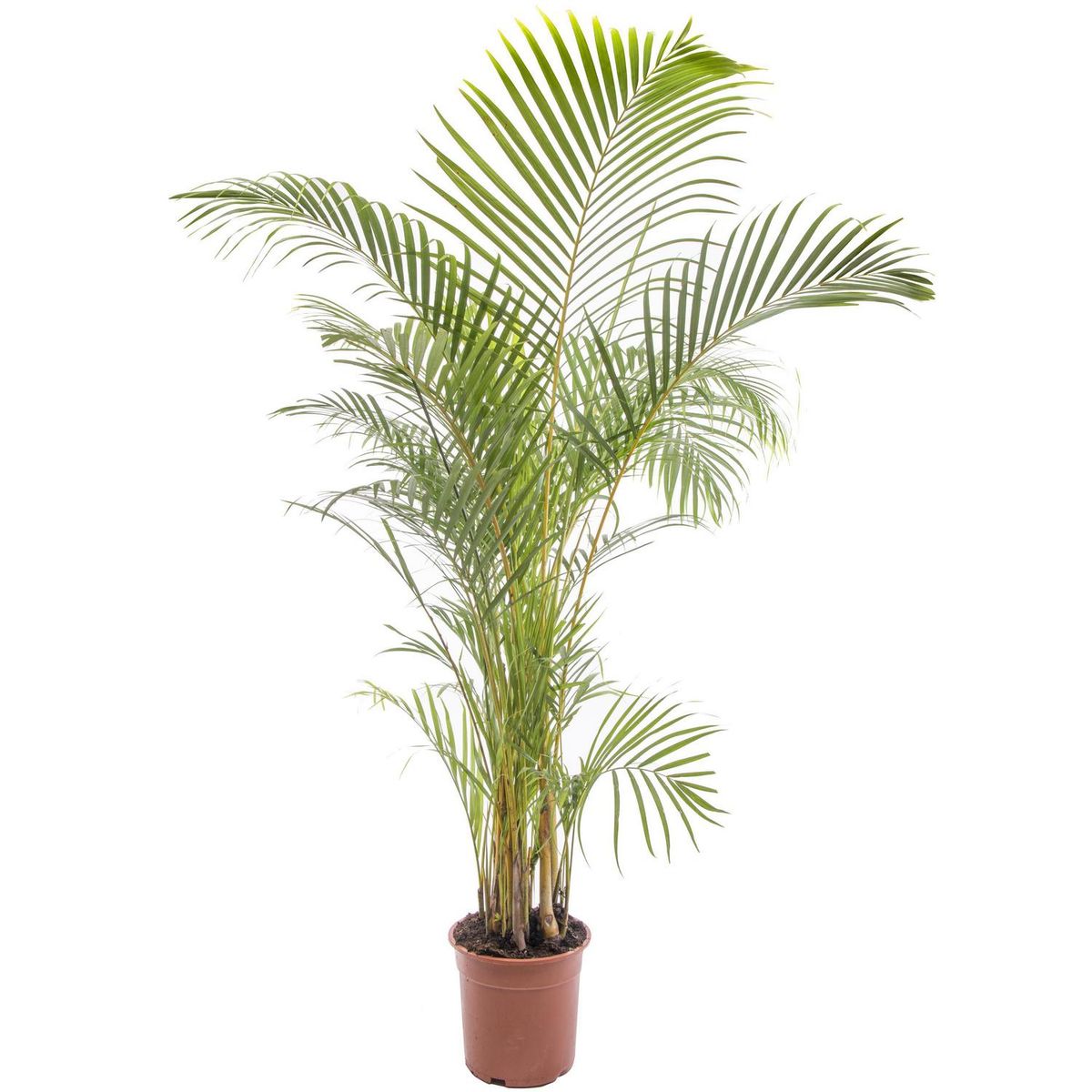 VIVEROS HIJUELAS - Palmera Areca 120 m Natural CT24