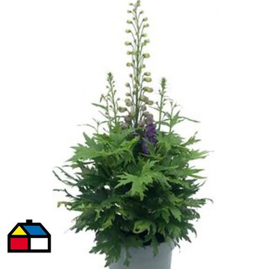 Delphinium Guardian 80 cm Natural CT21