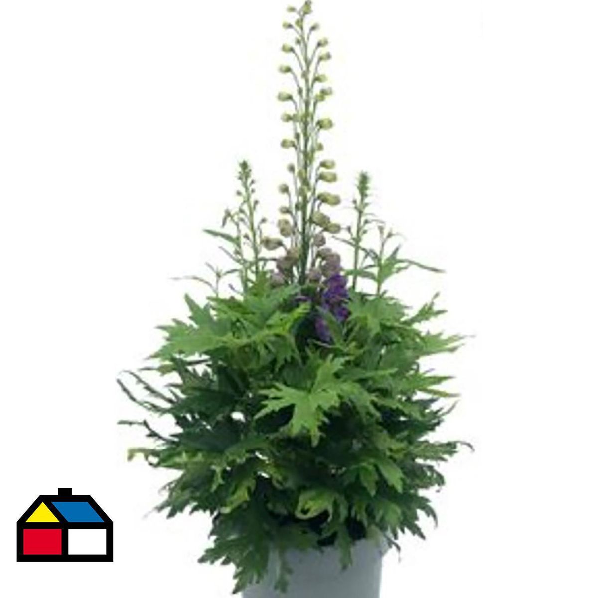 FLORES DE MI TIERRA - Delphinium Guardian 80 cm Natural CT21