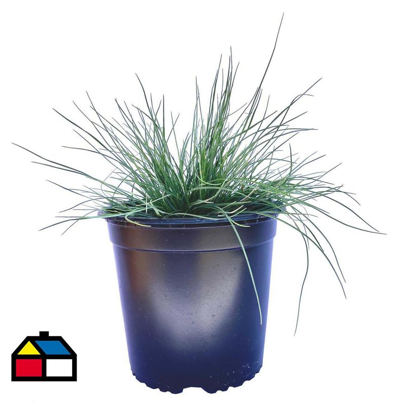 FLORES DE MI TIERRA - Festuca Festina 20 cm Natural CT15
