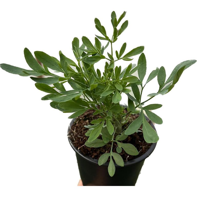 Ruda 12 cm Natural CT10