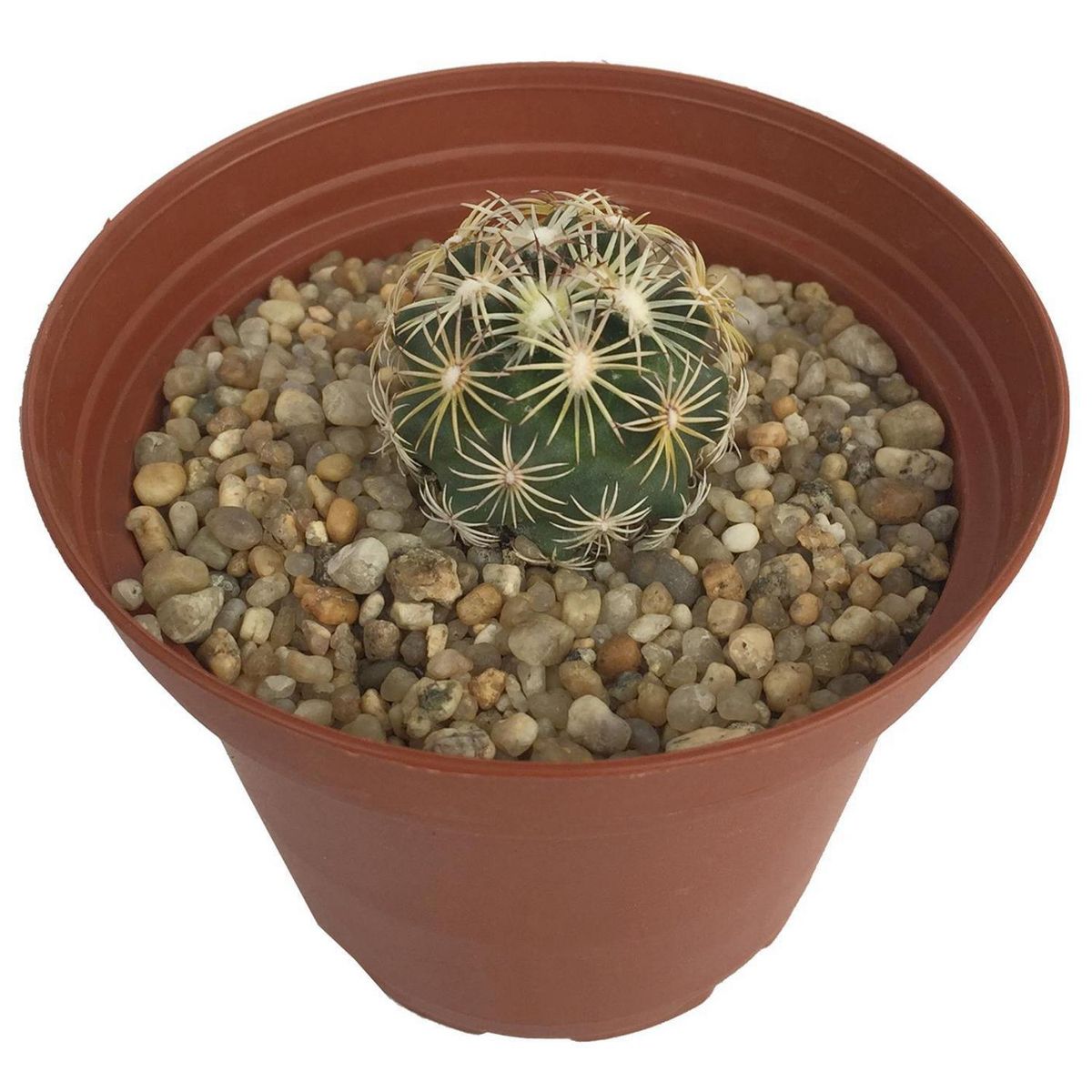 FEROXCACTUS - Cactus Variedad Mediano 3 cm Natural CT8