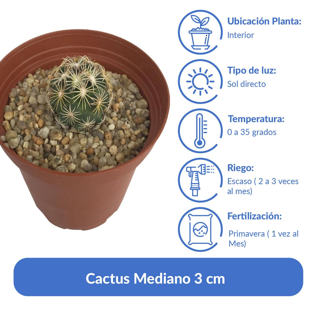 FEROXCACTUS - Cactus Variedad Mediano 3 cm Natural CT8