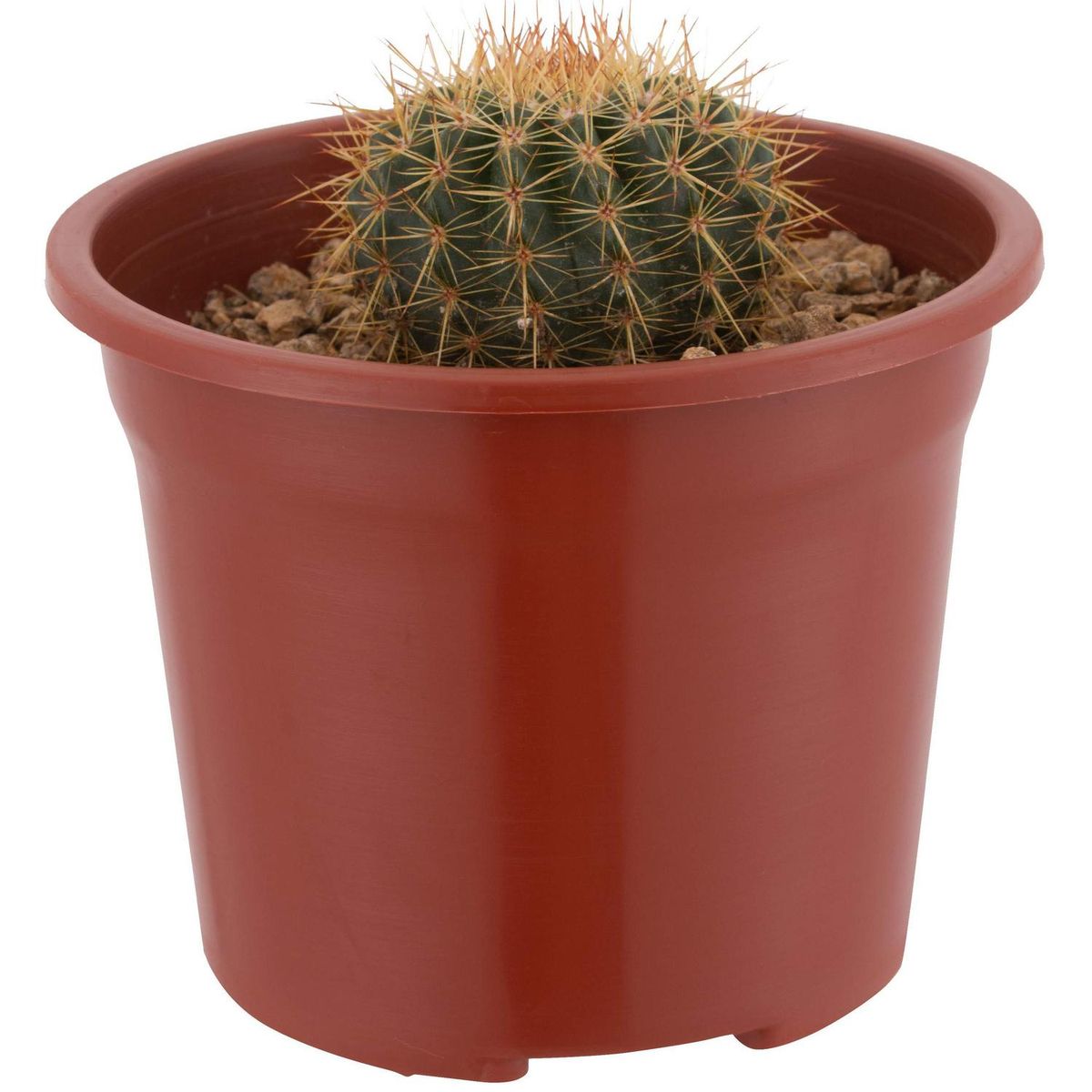 FEROXCACTUS - Cactus Variedad Extra Grande 7 cm Natural CT13