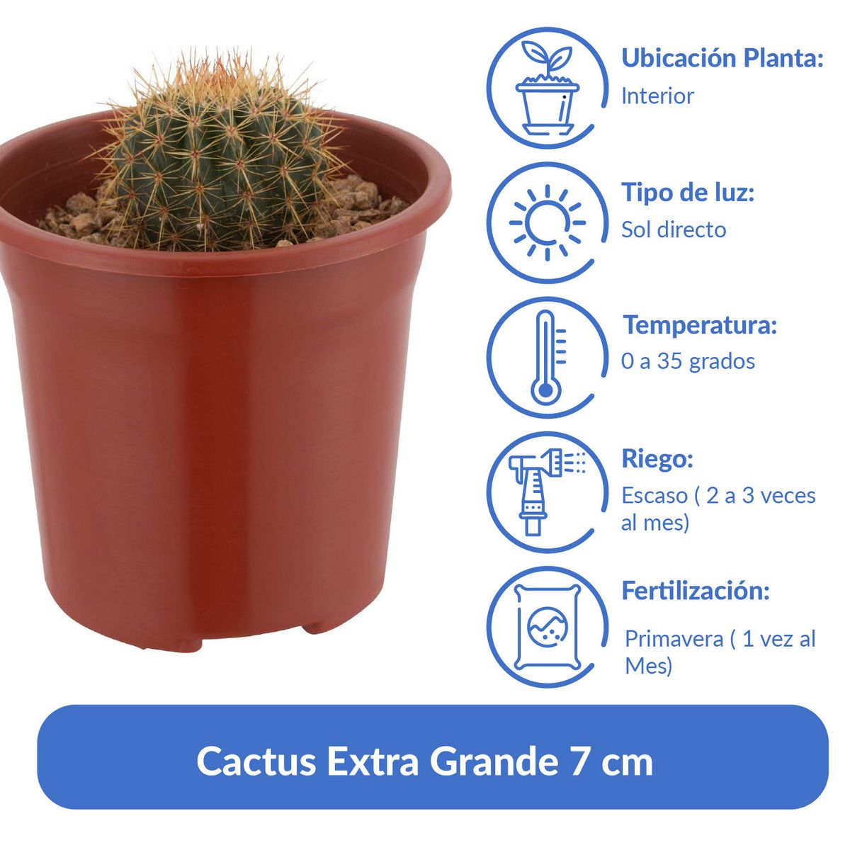 FEROXCACTUS - Cactus Variedad Extra Grande 7 cm Natural CT13