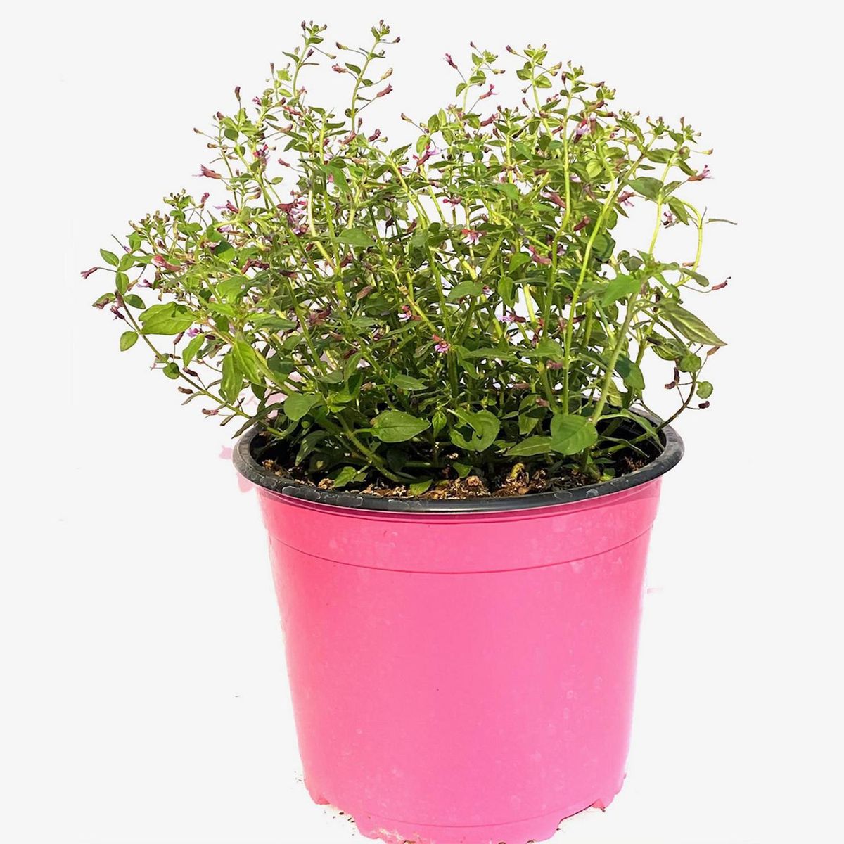 FLORES DE MI TIERRA - Cuphea Pink Shimmer 30 cm Natural CT17