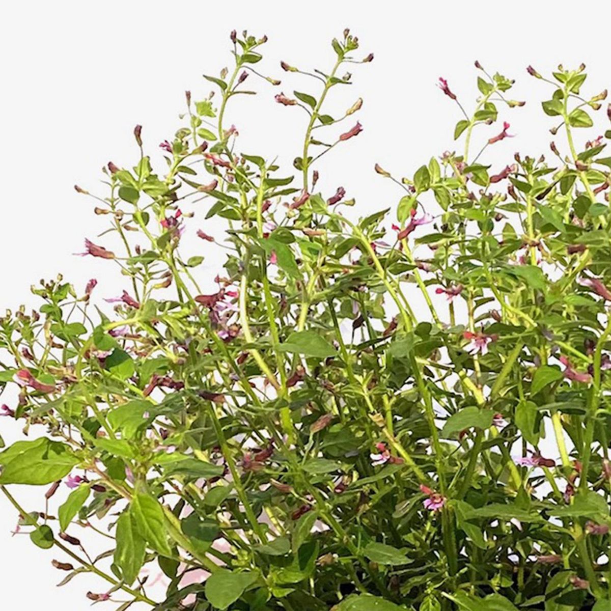 FLORES DE MI TIERRA - Cuphea Pink Shimmer 30 cm Natural CT17