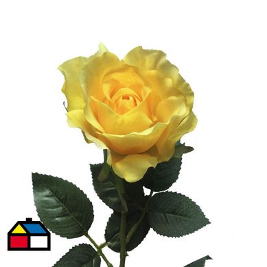 Rosa 62 cm surtido colores