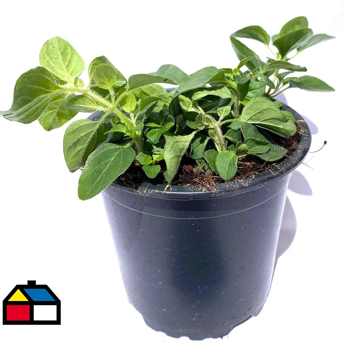 FLORES DE MI TIERRA - Orégano 12 cm Natural CT10