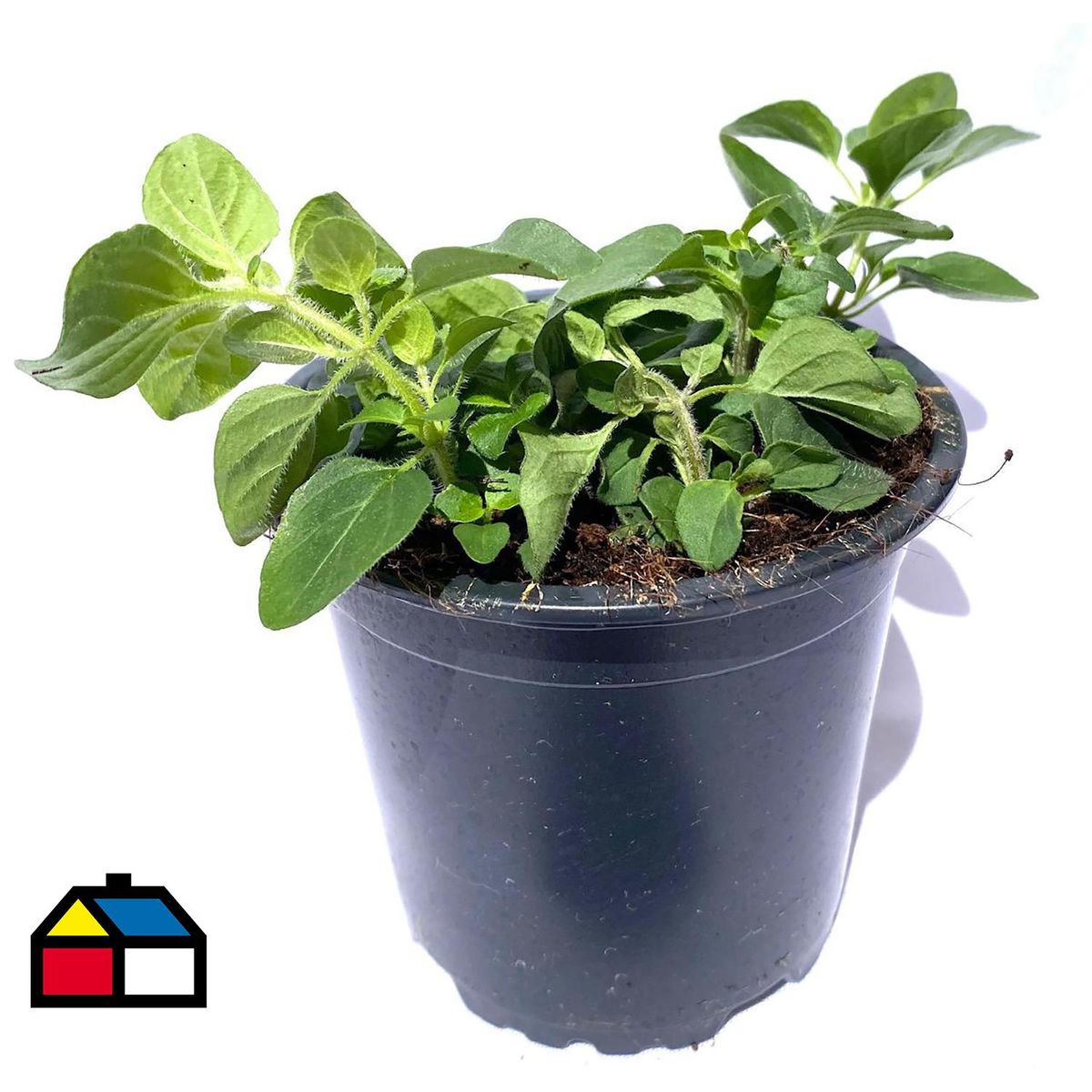 FLORES DE MI TIERRA - Orégano 12 cm Natural CT10