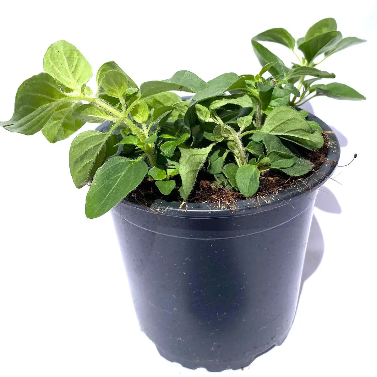 FLORES DE MI TIERRA - Orégano 12 cm Natural CT10