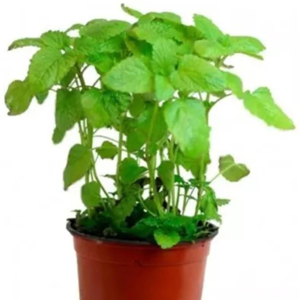 FLORES DE MI TIERRA - Toronjil 12 cm Natural CT10