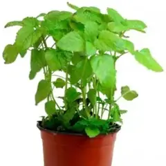 FLORES DE MI TIERRA - Toronjil 12 cm Natural CT10