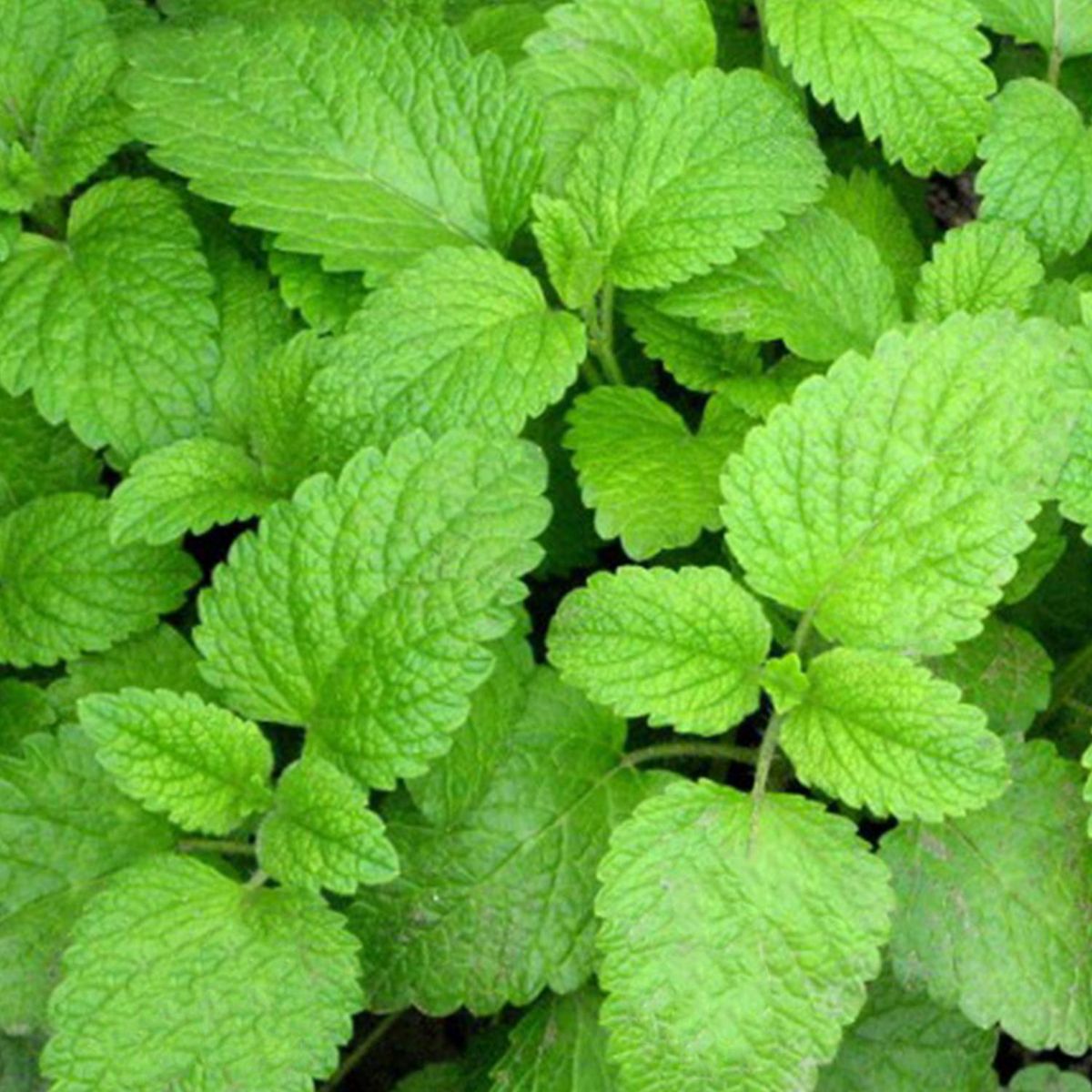 FLORES DE MI TIERRA - Toronjil 12 cm Natural CT10