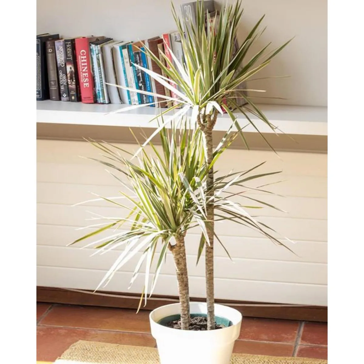 DECOGREEN - Set Macetero y Plato Biodegradable de Bambú 25x17 cm Blanco