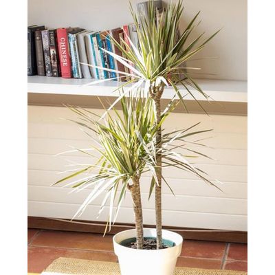 Imagen 2 del producto Set Macetero y Plato Biodegradable de Bambú 25x17 cm Blanco