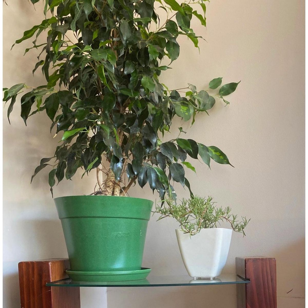 DECOGREEN - Set Macetero y Plato Biodegradable de Bambú 25x17 cm Musgo