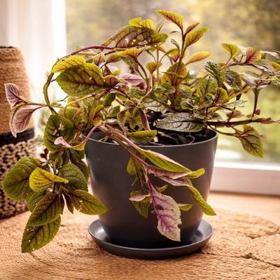 Imagen 2 del producto Set 2 Maceteros y Platos Biodegradable de Bambú 24x18 cm Gris