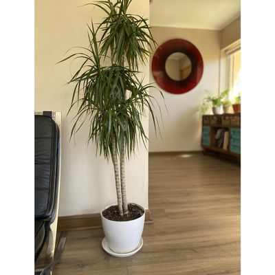 Imagen 2 del producto Set Macetero y Plato Biodegradable de Bambú 24x18 cm Blanco