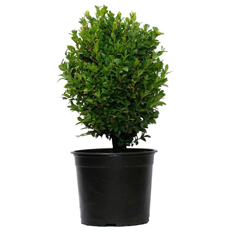 Arbusto Boj Bola Natural 20 cm