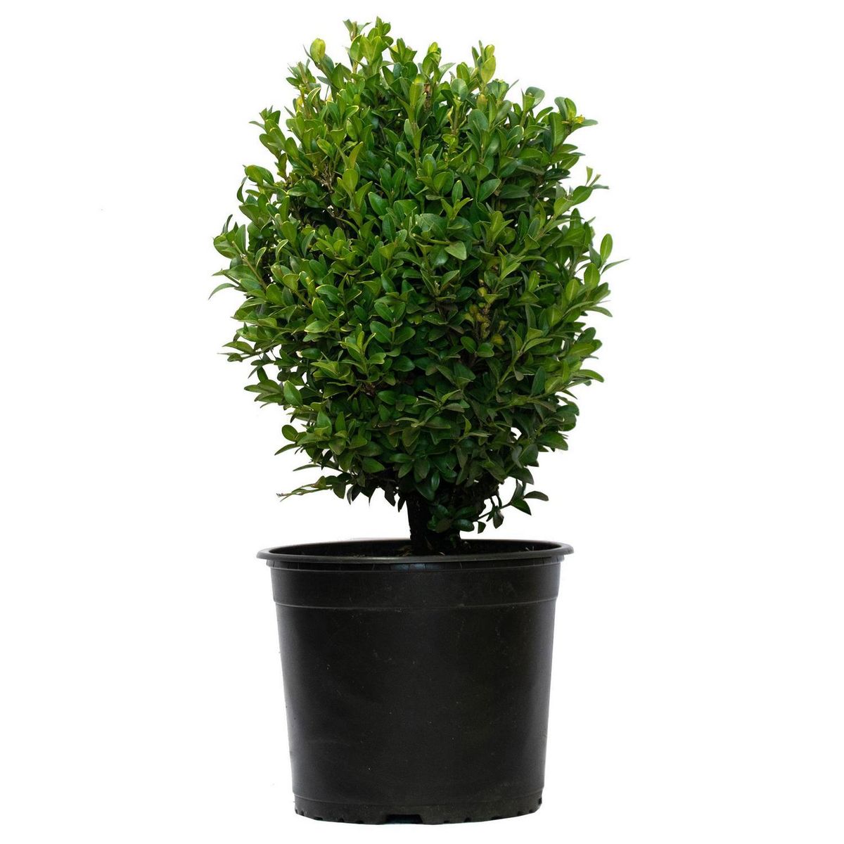 VIVERO LOS BOLDOS - Arbusto Boj Bola Natural 20 cm