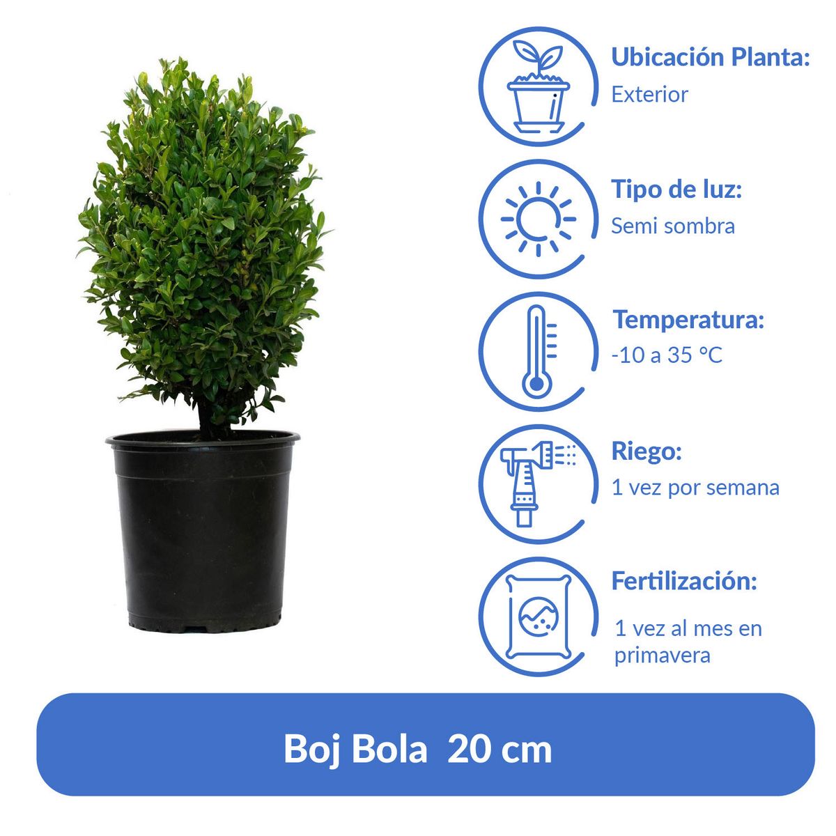 VIVERO LOS BOLDOS - Arbusto Boj Bola Natural 20 cm