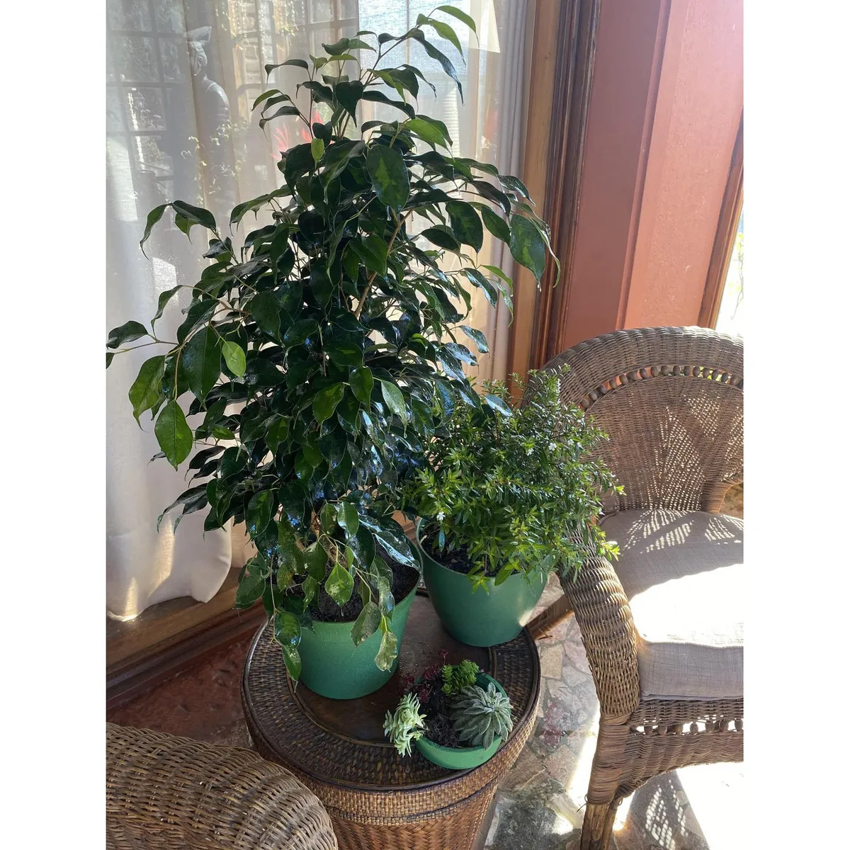 DECOGREEN - Set de 4 Maceteros Biodegradables Actual, 2 Negros y 2 Musgo