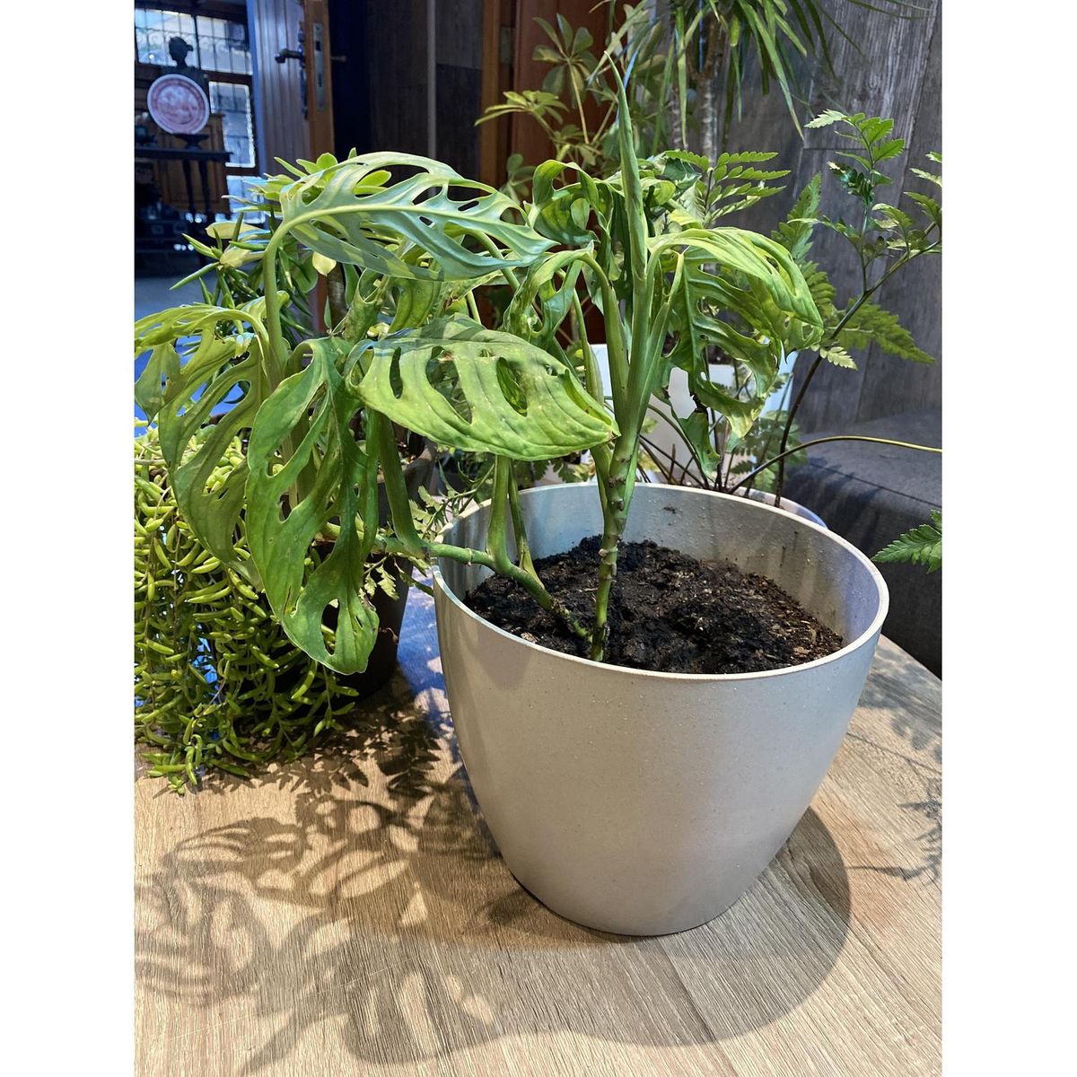 DECOGREEN - Set de 4 Maceteros Biodegradables Actual, 2 Negros y 2 Grises