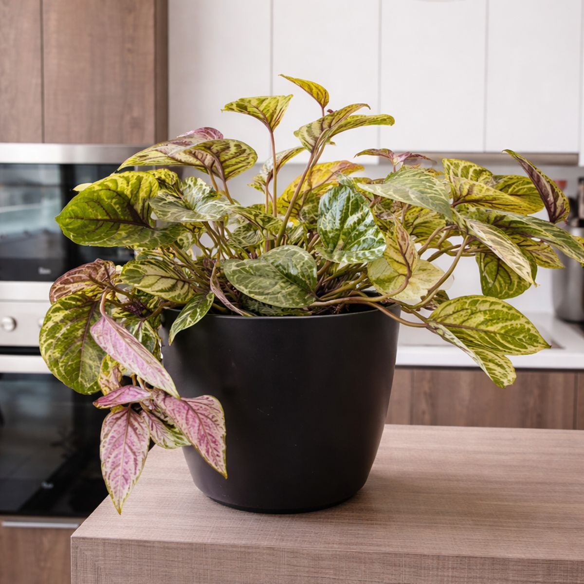 DECOGREEN - Set de 4 Maceteros Biodegradables Actual, 2 Negros y 2 Terracota