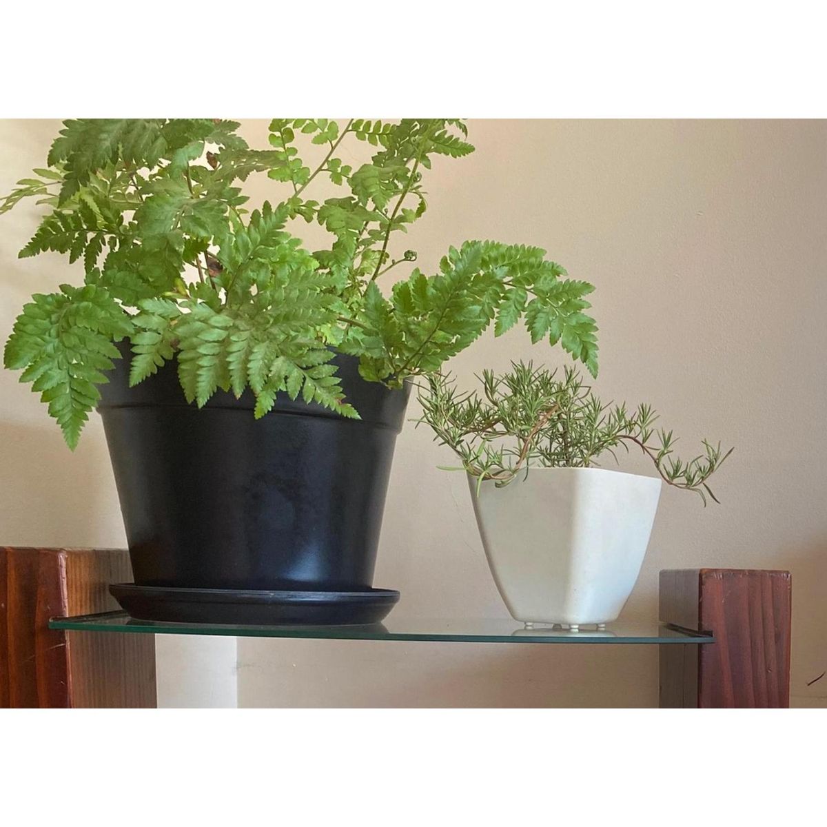 DECOGREEN - Set 2 Maceteros y Platos Biodegradable de Bambú 25x17 cm Negro