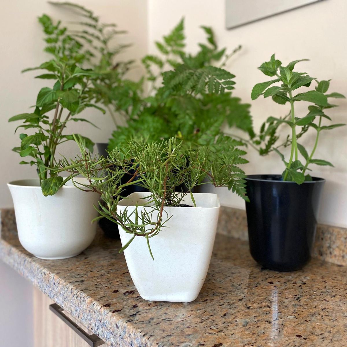 DECOGREEN - Macetero Biodegradable Cuadrado Blanco