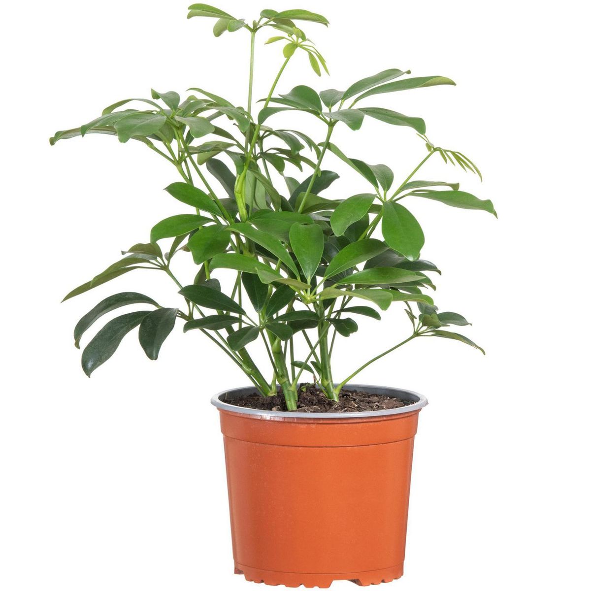VIVEROS HIJUELAS - Schefflera 30 cm Natural CT17