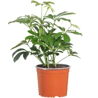 Schefflera 30 cm Natural CT17