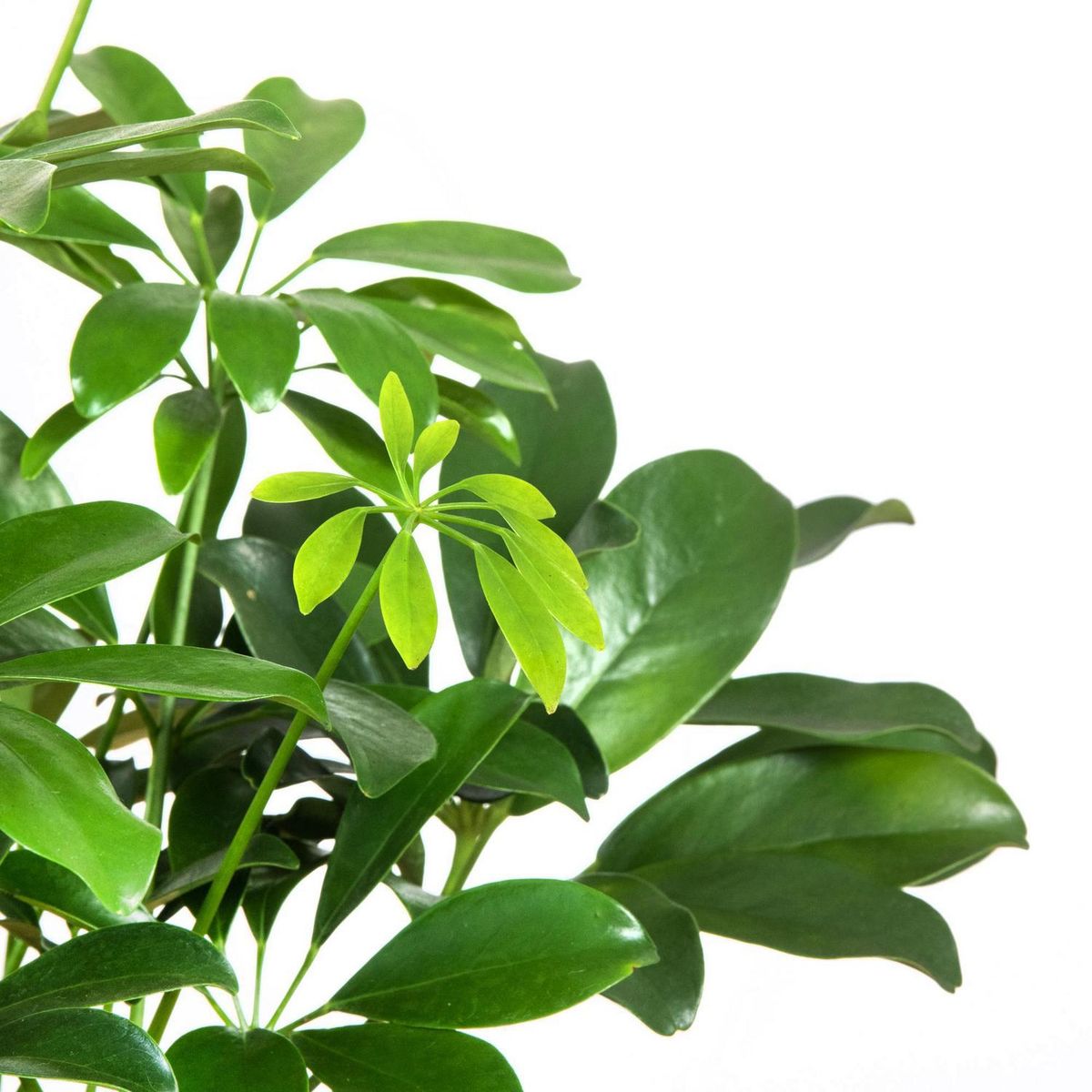 VIVEROS HIJUELAS - Schefflera 30 cm Natural CT17