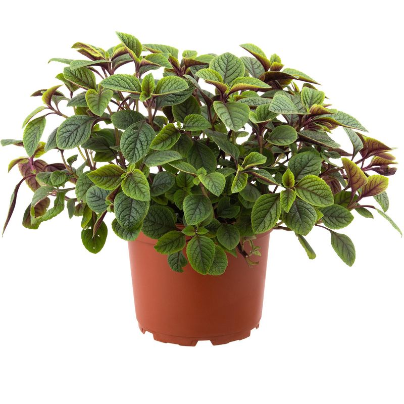 LAS BANDURRIAS - Dolar Negro 30 cm Natural CT23