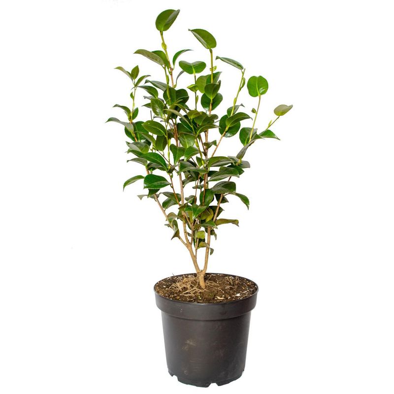 VIVERO LOS BOLDOS - Camelia Japonica 75 cm Natural CT26