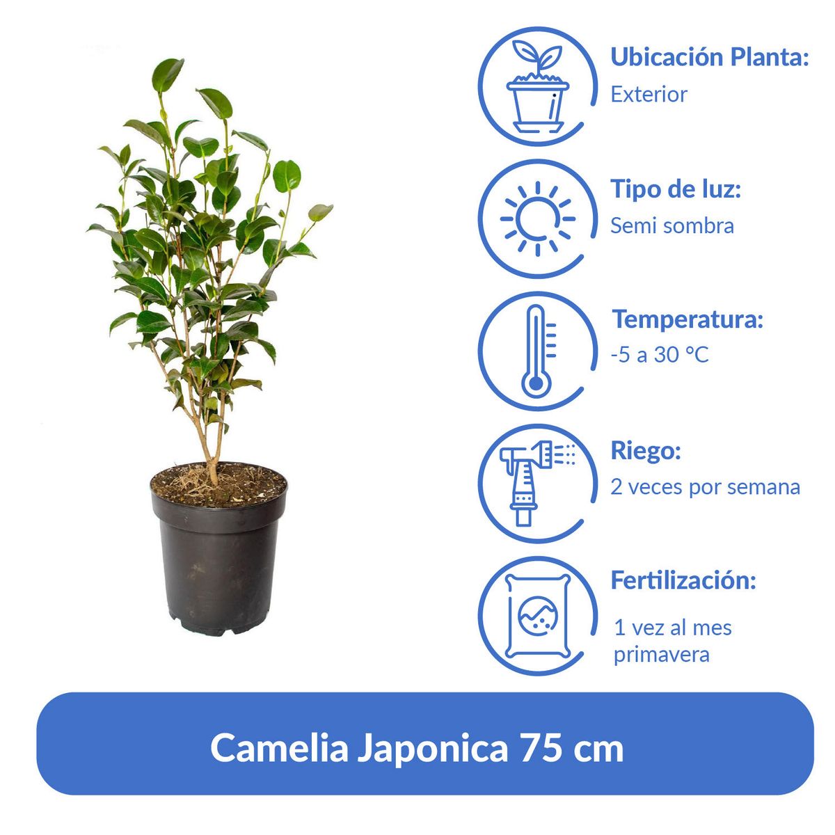 VIVERO LOS BOLDOS - Camelia Japonica 75 cm Natural CT26