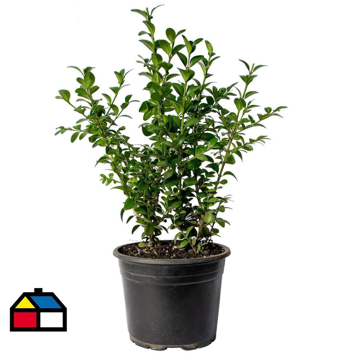 VIVERO LOS BOLDOS - Arbusto Boj Simple Natural 25 cm