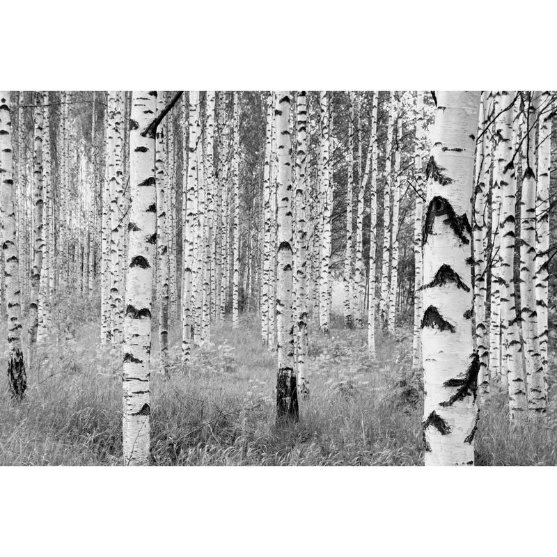 KOMAR - Fotomural Woods 9,12 m2
