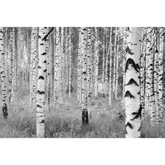 KOMAR - Fotomural Woods 9,12 m2