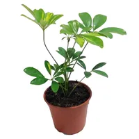Schefflera 25 cm Natural CT14