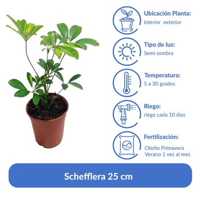 Imagen 2 del producto Schefflera 25 cm Natural CT14