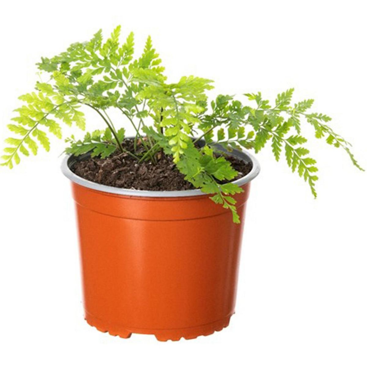 VIVEROS HIJUELAS - Helecho Vivipara Natural 10 cm