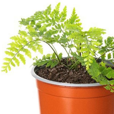 Imagen 2 del producto Helecho Vivipara Natural 10 cm