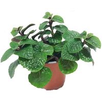 Dolar Negro 10 cm Natural CT13