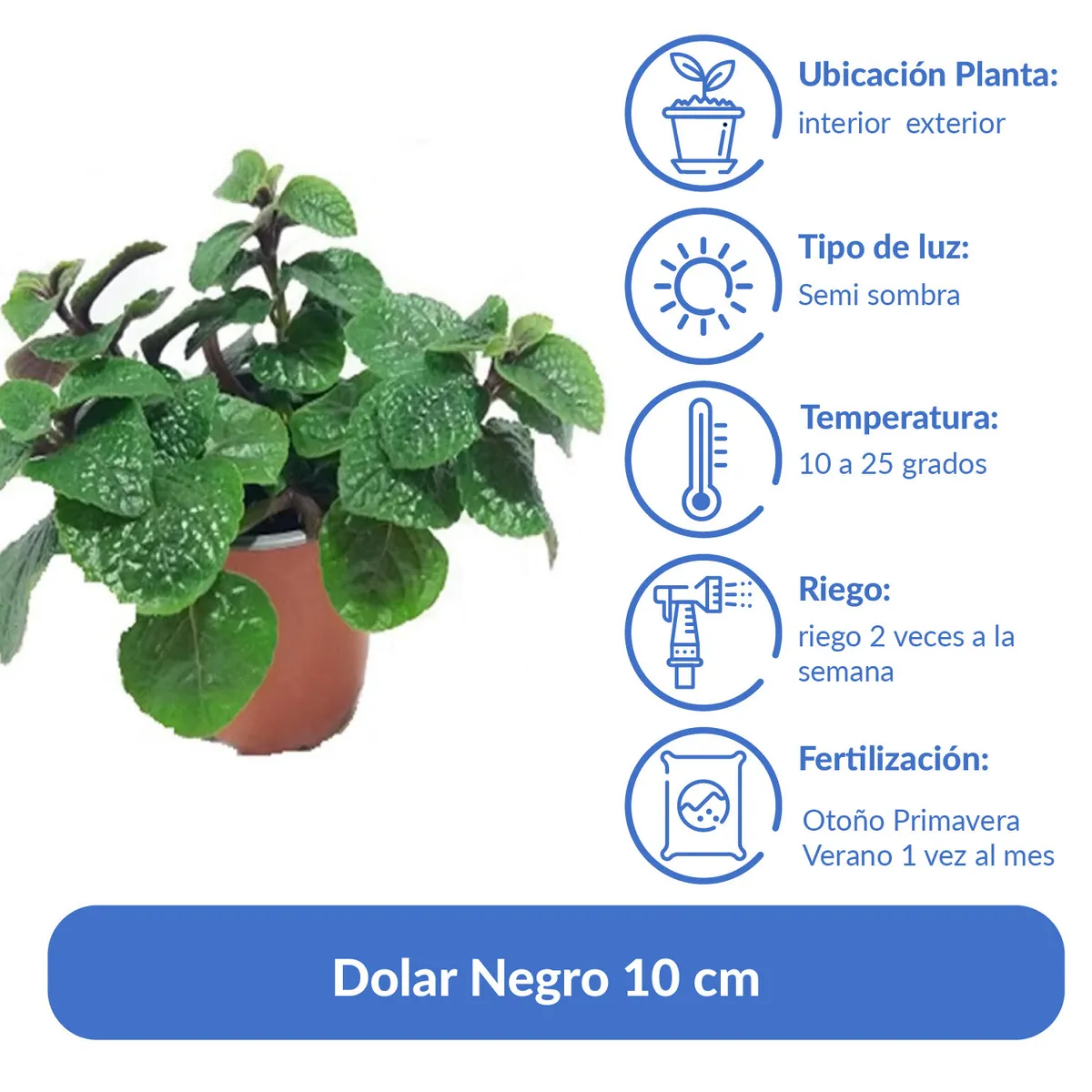 LAS BANDURRIAS - Dolar Negro 10 cm Natural CT13