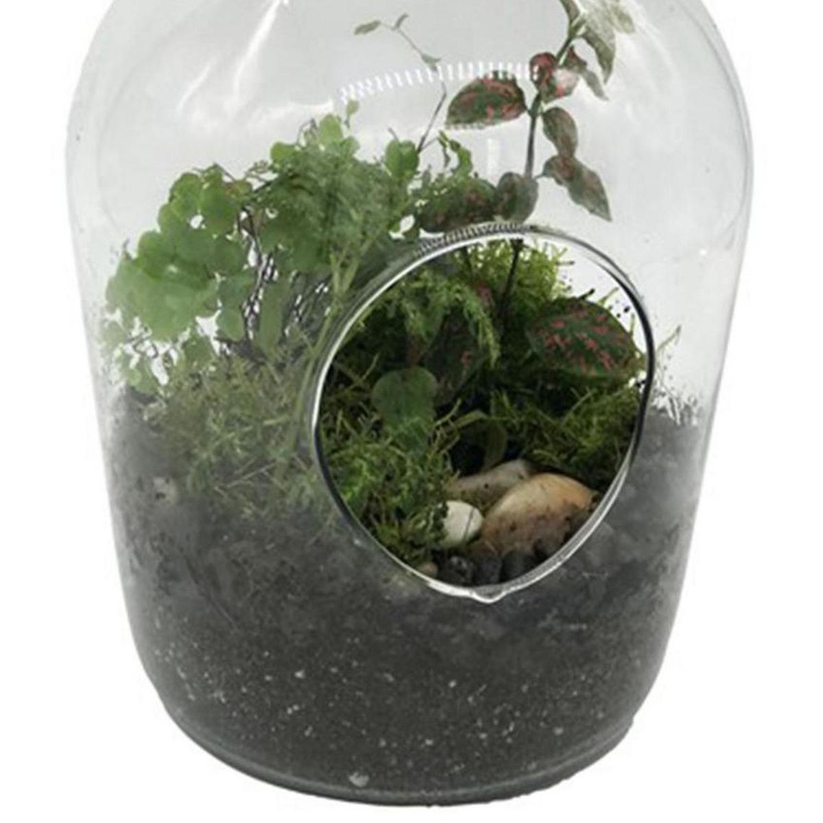 BLUME IN A POT - Terrario Botella 20 cm Natural CT