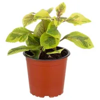 Dolar Variegado 10 cm Natural CT12