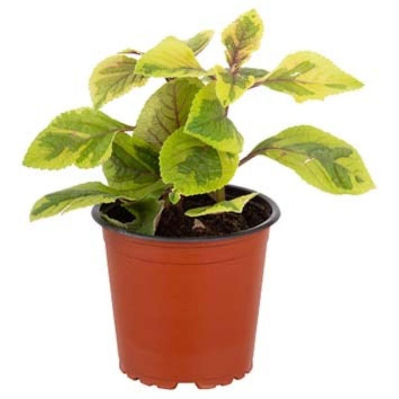LAS BANDURRIAS - Dolar  Variegado 10 cm Natural CT12