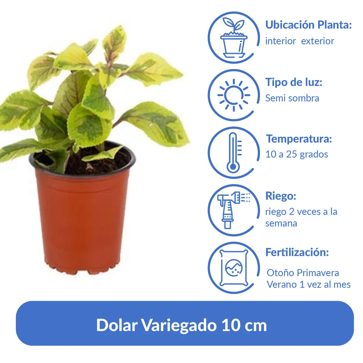 LAS BANDURRIAS - Dolar Variegado 10 cm Natural CT12